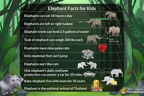 大象鼻子的功能|象生活 Facts about Elephants